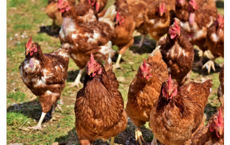 Les poules sont arrivées…....